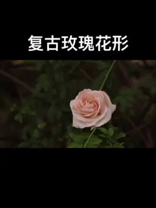 刚出叶玫瑰，剪半枝嵌入花心