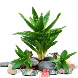 cinvaikrose：美容圣品