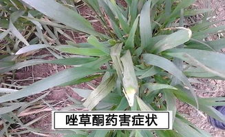 小麦药害， 怎么防治