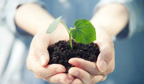 啥是铁锈病？它怎么来的？