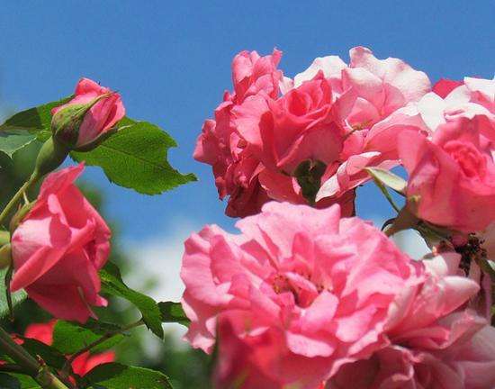 月季花茶：了解适合饮用体质与注意事项