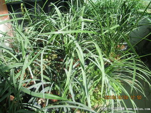 种植密度， 要讲究“适中”