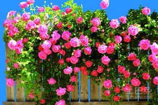 蔷薇花的生命力：耐活耐堪