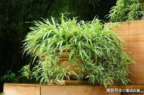 吊兰最佳移栽月份是哪个月？有没有什么特别需要注意的时间点