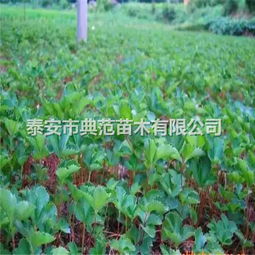 三、 桃熏草莓苗品种介绍，草莓苗批发株高20公分