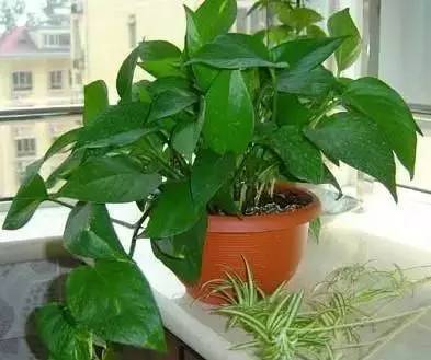 夏季花卉保鲜技巧大公开：让您的绿植生机勃勃！