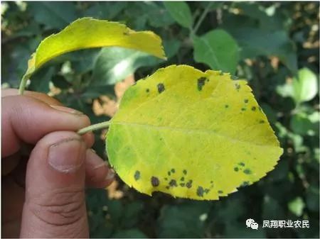 黄鳝肠炎病是一种常见病害，需采取预防治疗及中草药防治