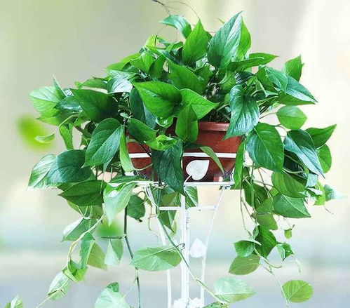 室内养护的绿植：绿萝的神奇