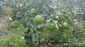 柑橘树脱皮之谜