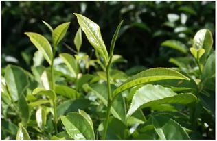 芸豆红根现象：芸豆根部变红