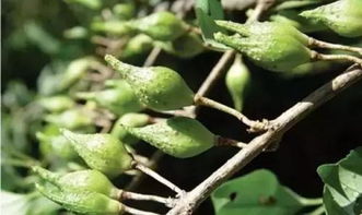 病虫害防治大法