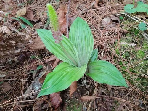 铁皮石斛，学名兰科腺唇兰属，是一种生长在热带亚洲和美洲的草本植物。
