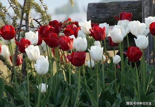 5. 合适的种植深度