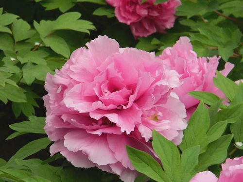 观赏牡丹的价格