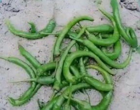 冬季花卉保鲜技巧：如何储存冬笋以保持新鲜？