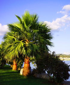 树木：沉默的巨人守护家园