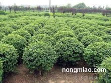 特殊品种或的海桐树