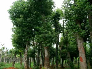 六月份播种香樟，真的合适吗？