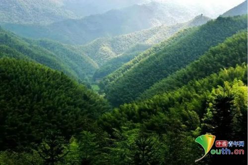 绿意盎然的生态交响曲：经济效益与社会效益的奇妙融合