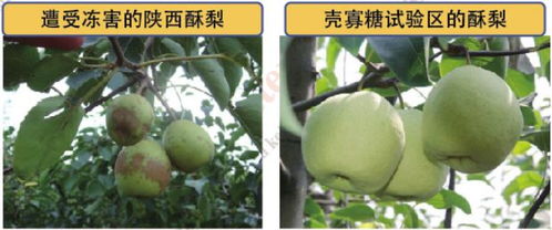 梨树黑叶病，这个头疼的问题