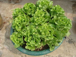 生菜：采摘方便， 美味可口