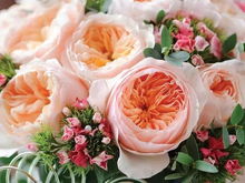 24. 帕特奥斯汀月季