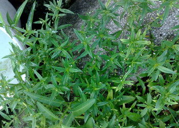 龙舌草， 又称龙舌凤尾，是一种常见中草药植物