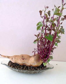 土培实现永续， 老姜的秘传土培法