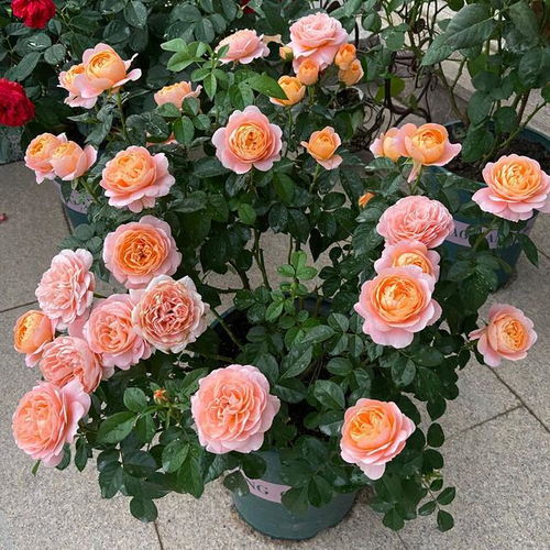 夏天浇水，要小心高温哦