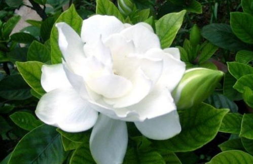 栀子花唯美大图，这些绝美瞬间