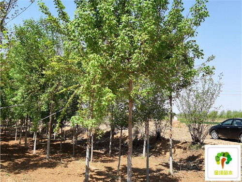 五角枫的不足与美丽