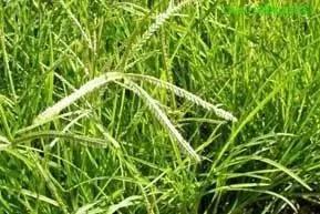 精喹禾灵取代草甘膦成为防治牛筋草新宠