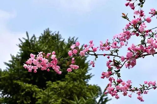 海棠花语：爱情与美丽