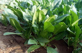 不同地区种植时间不同