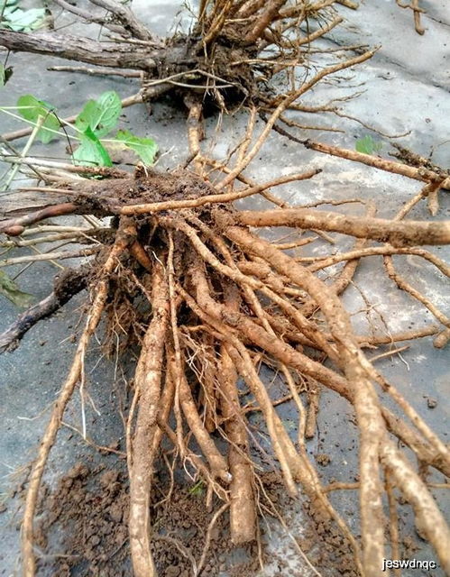 牡丹叶子卷曲打卷的原因分析