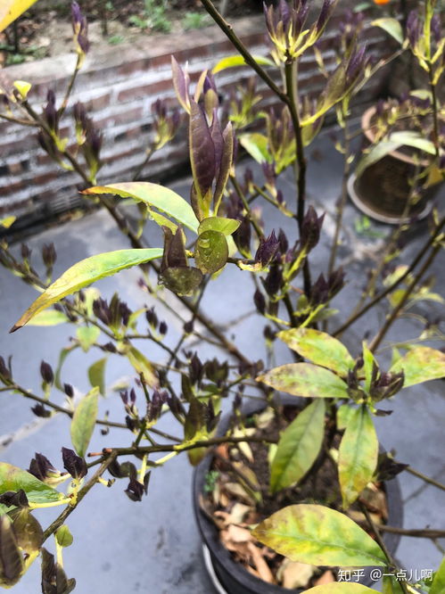 双色茉莉叶子掉落，是缺水还是病虫害