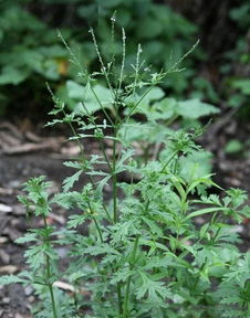 马鞭草的价格猜测
