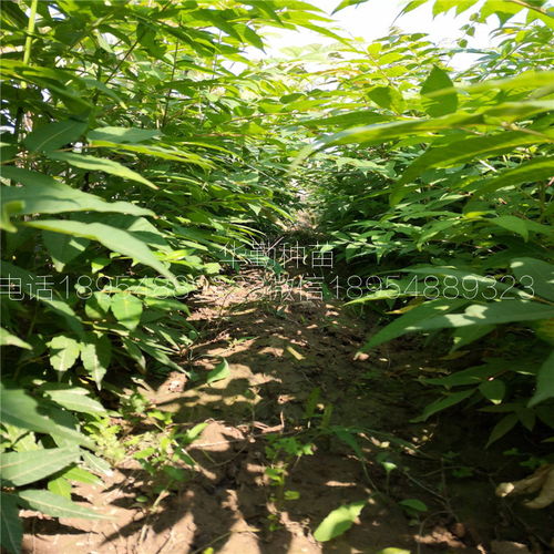 香椿苗在哪个月份种植最合适？春季还是秋季
