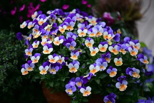 全年开花的花卉，你了解多少？