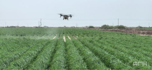 新疆盐碱地种草，选哪种抗逆草种蕞合适？