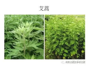除草剂最牛牌十大除草剂品牌中，哪一款对农田杂草效果最好？