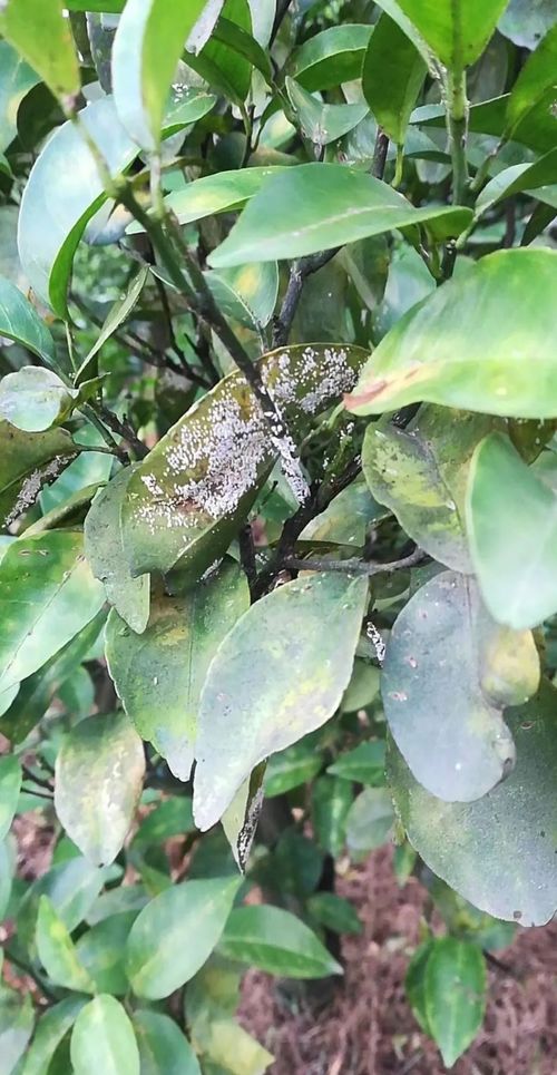 热水烫根，简单粗暴