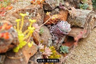 初冬露养， 状态梗鲜美