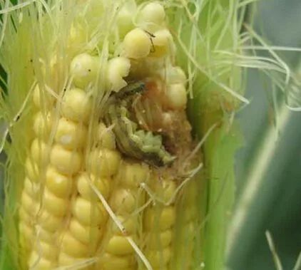 神奇纳米管， 农药残留无处藏