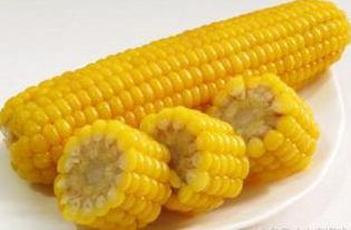 苞米入牛料，营养均衡