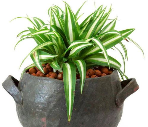 金鱼花吊兰植物如何养殖？光照和浇水要注意什么