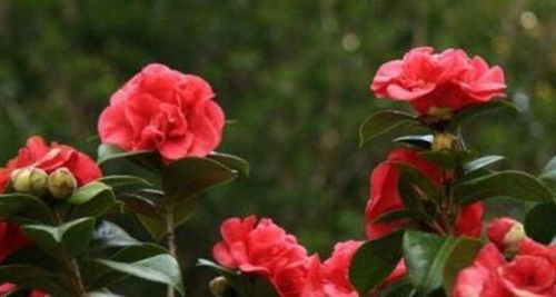 茶花适宜的土壤揭秘