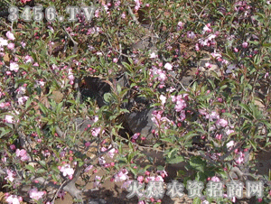 垂丝海棠如何制作成盆景？如何让花朵垂坠如丝