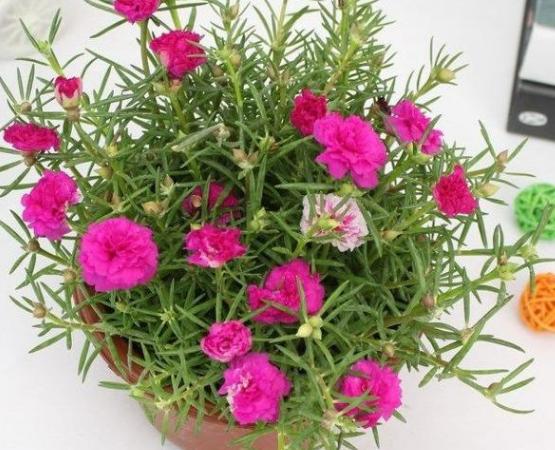 温度对花卉的魔法影响