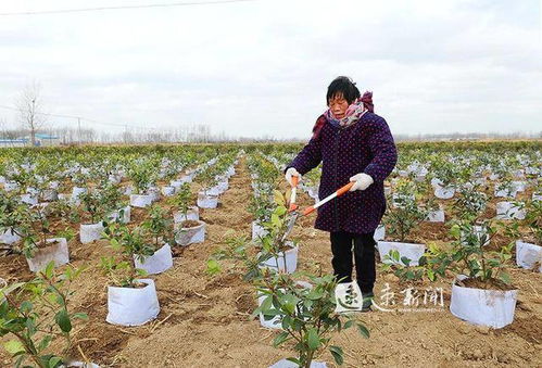 柚子籽种树，真的浪费钱吗？